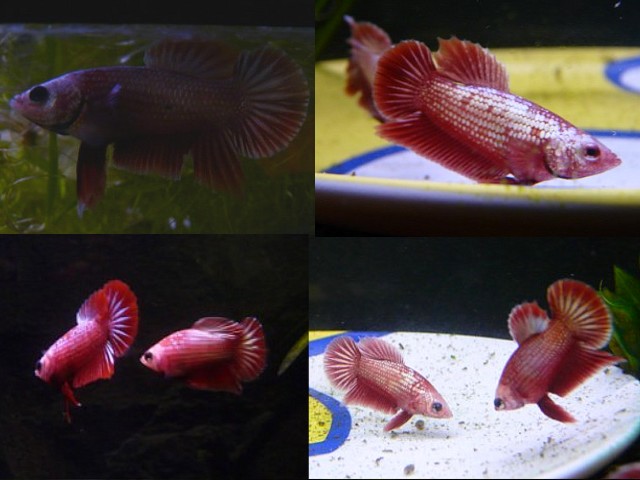 (F2) Mâle plakat pk red/gold dragon X Femelle pk red dragon Jeunes11