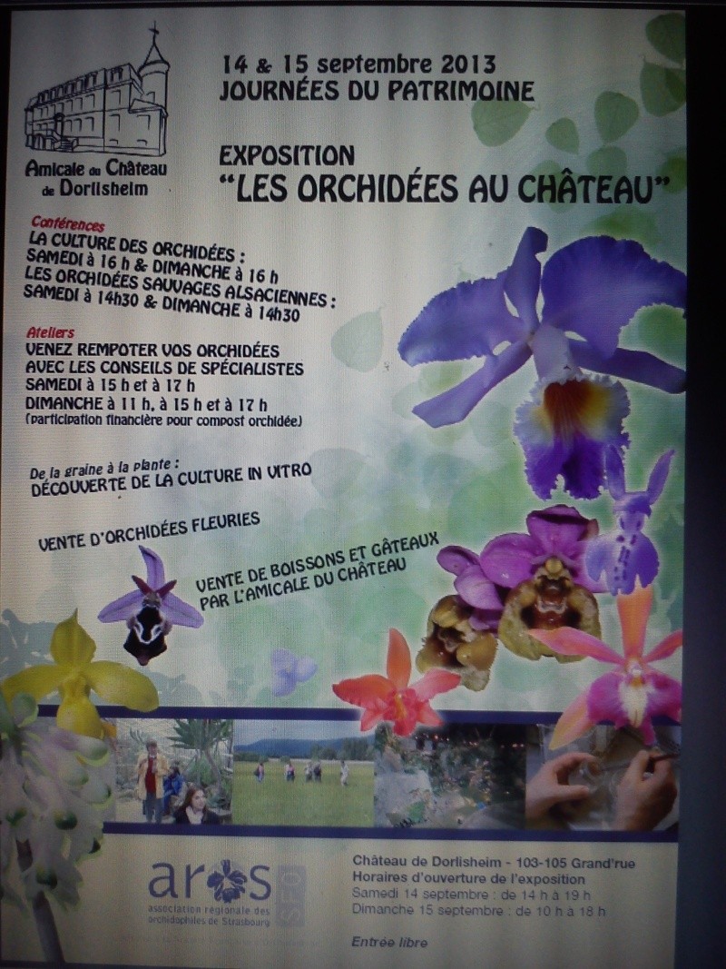 Exposition d'orchidées au château de Dorlisheim (67) - Septembre 2013 Dsc_0211