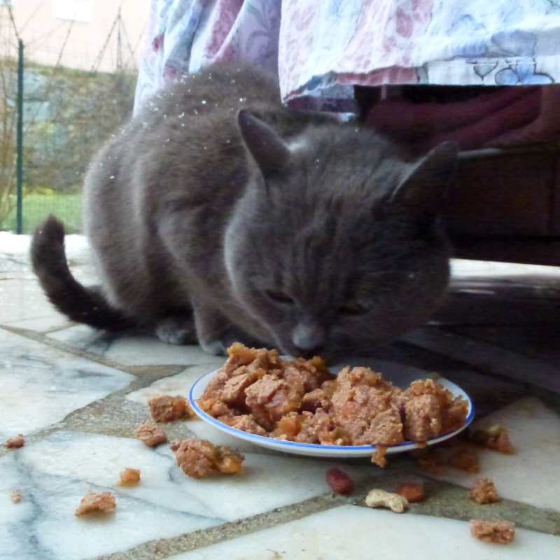 Trouvé Chat gris à FROUARD 02310