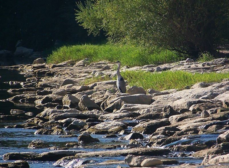 Pêche sur le gardon 100_4113