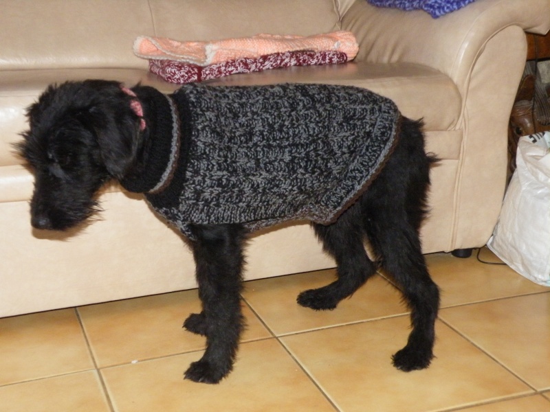 manteaux chien en laine Dscf8425