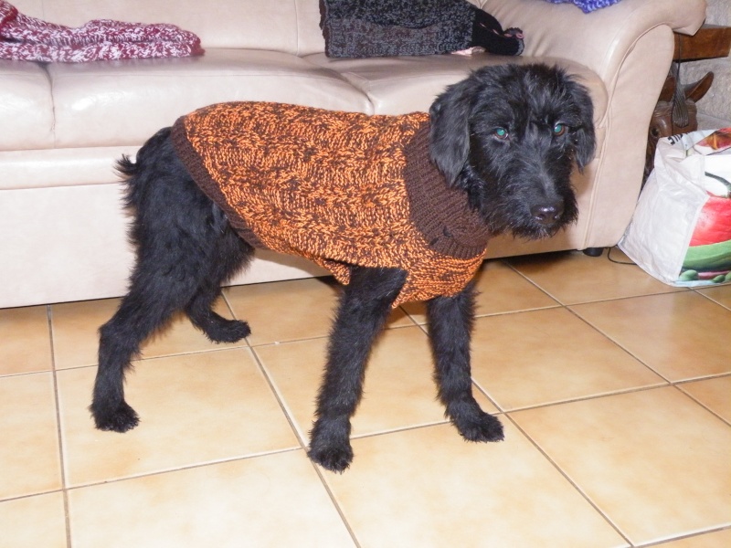 manteaux chien en laine Dscf8426