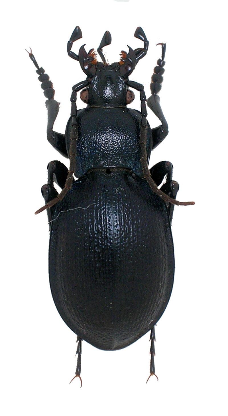C.(Tomocarabus ) convexus ssp. gracilior ( = pygmaeus ), Géhin 1885 Gracil10
