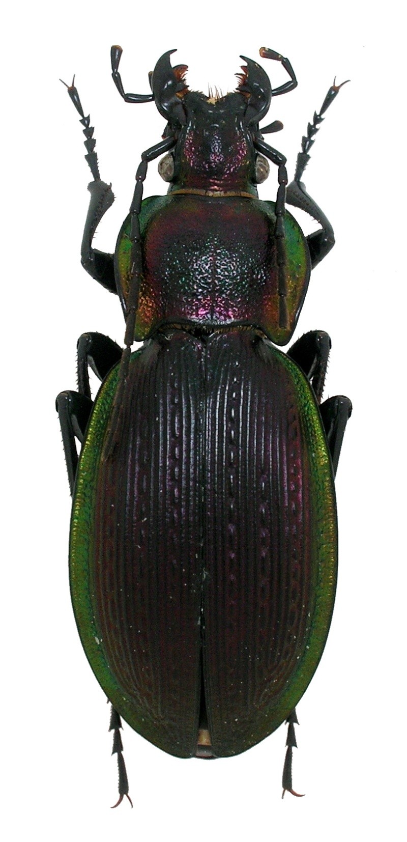 C. ( Morphocarabus ) monilis ssp. meridionalis f.i. nicodi Meridi10