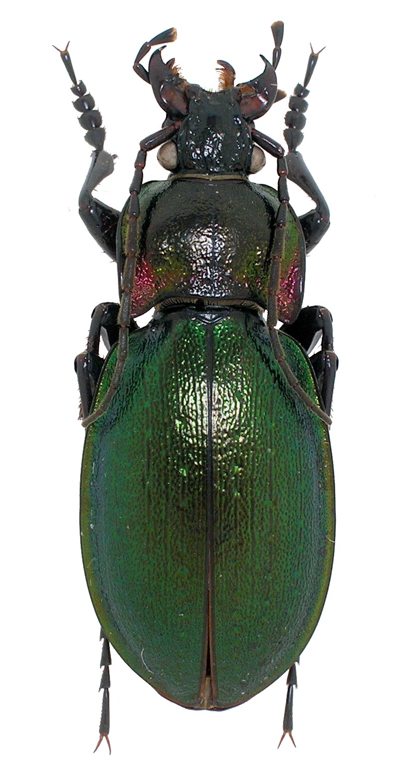 C.( Archicarabus ) nemoralis ssp. prasinotinctus ( = litigiosus ), Heyden 1880 Nemora10