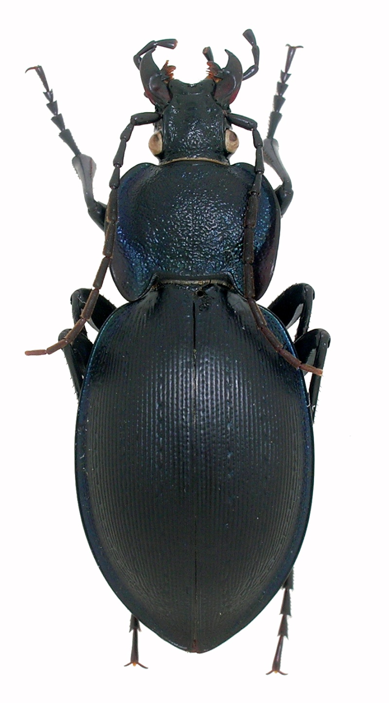 C. (Oreocarabus ) hortensis ssp. pecoudellus, Deuve 1998 Pecoud10