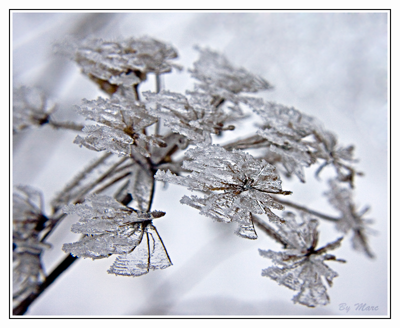 Fleur de glace Neige018