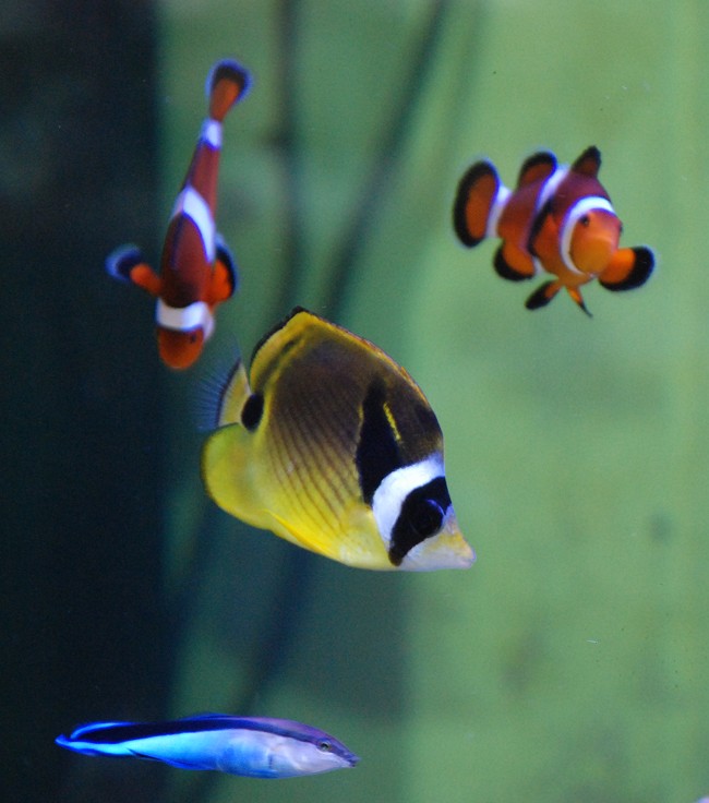 fish only : passage en recifal - Page 16 Lunula10