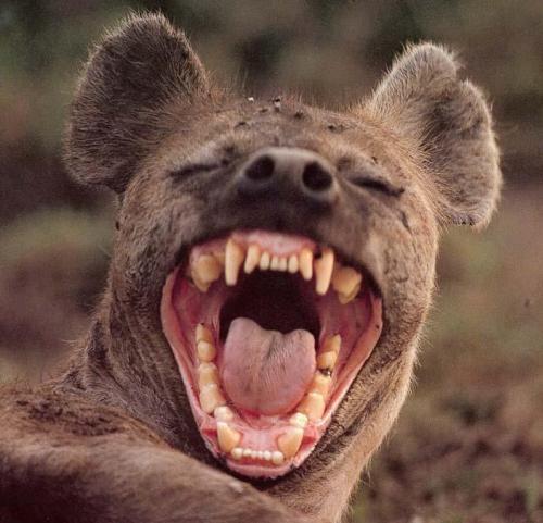 du delire et des billevesaies chez les hyenes  Sourie10