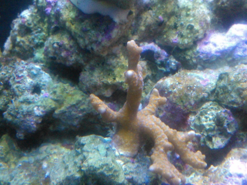 coraux mal ouvert Wp_00019