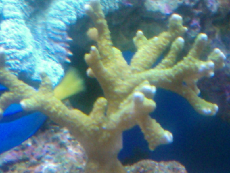 coraux mal ouvert Wp_00021