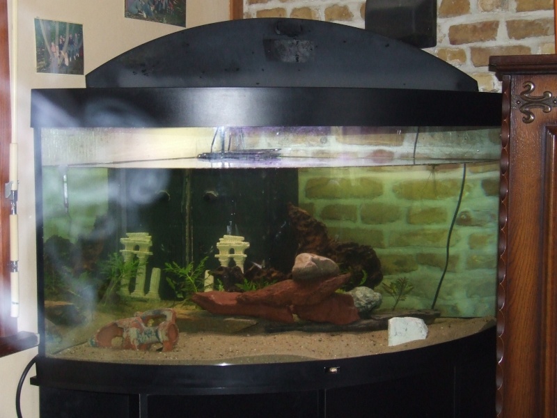 nouvel aquarium 310