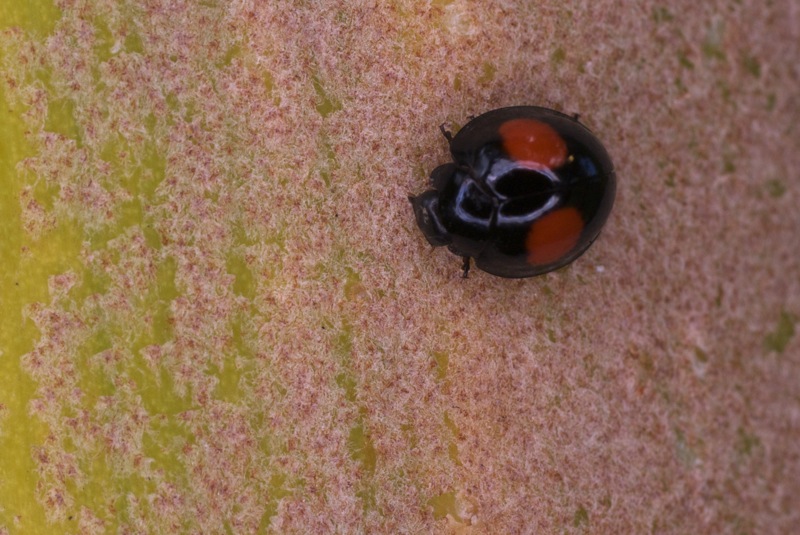 [Chilocorus cacti] coccinelle Martinique _dsc9610