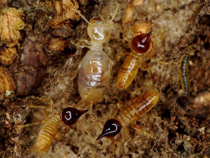 qui aime les termites ? Termit10