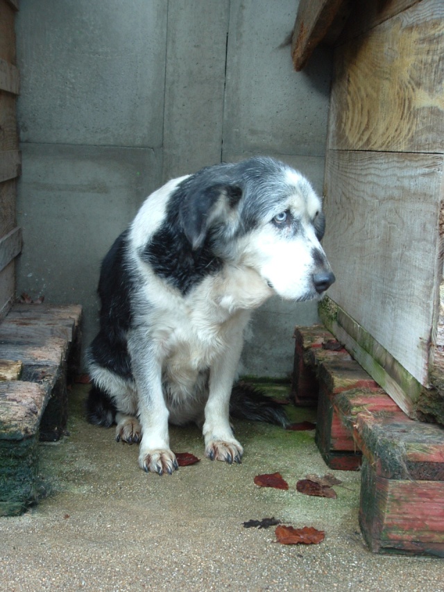 EVE xhusky 7 ans ses yeux parlent tant REF (16) DECEDEE 01714