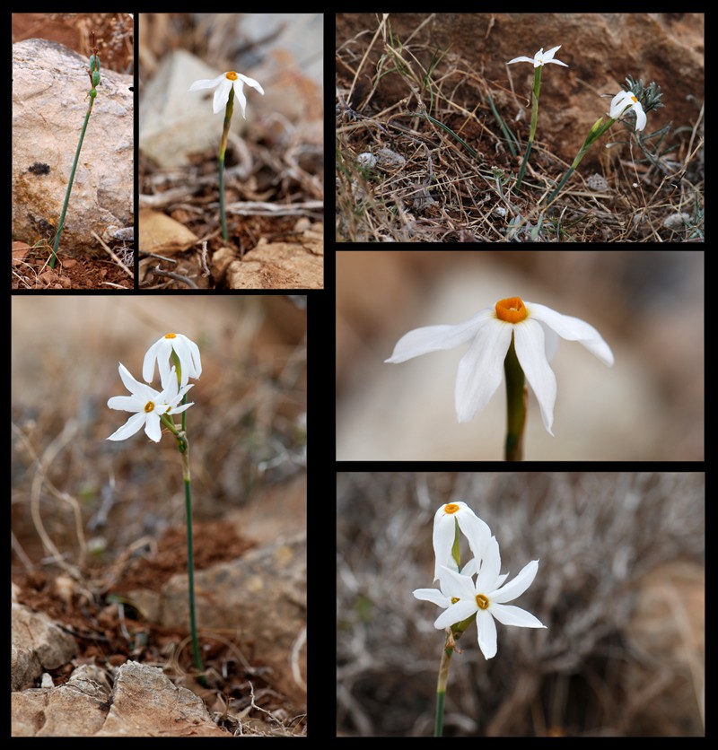 Narcissus serotinus Narcis10