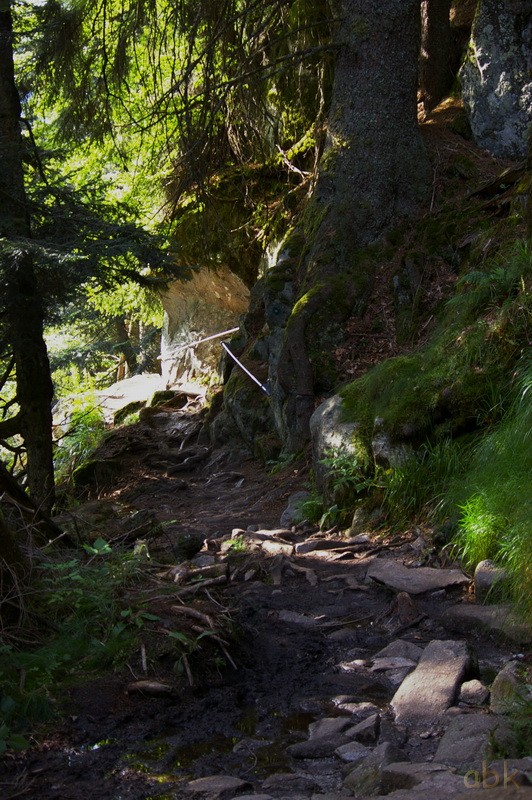 Du Col de la Schlucht au Hohneck, via le Sentier des Roches ( 2013 ) Sdr1610
