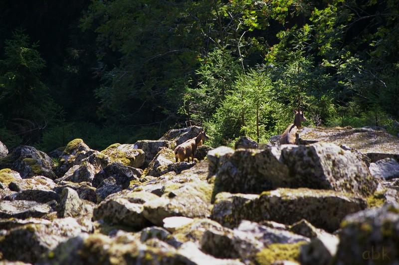 Du Col de la Schlucht au Hohneck, via le Sentier des Roches ( 2013 ) Sdr510