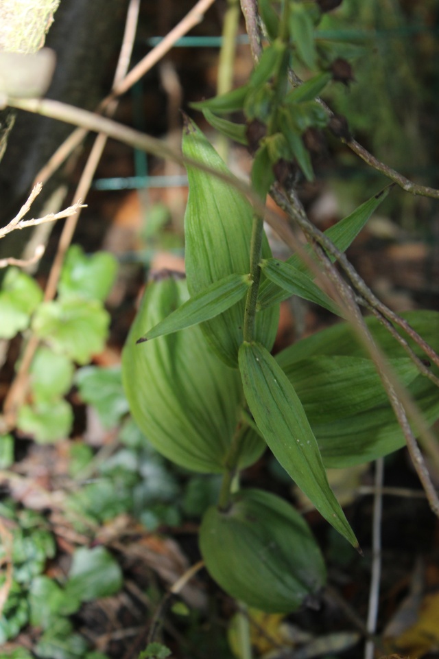 Epipactis helleborine Img_4110