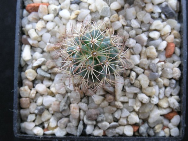 semis - bébés cactus ...  - Page 3 111