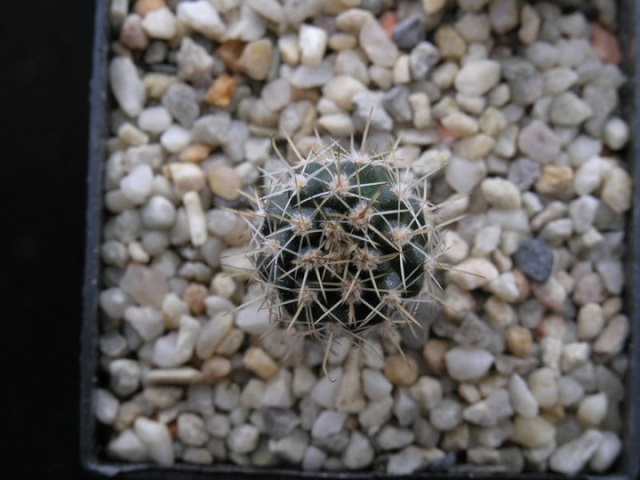 semis - bébés cactus ...  - Page 3 1110