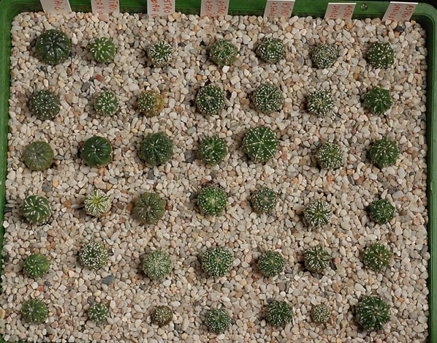 semis - bébés cactus ...  15710