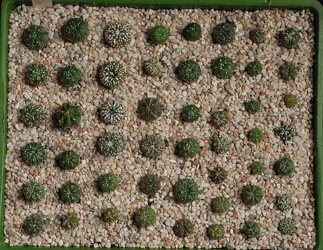 semis - bébés cactus ...  15810