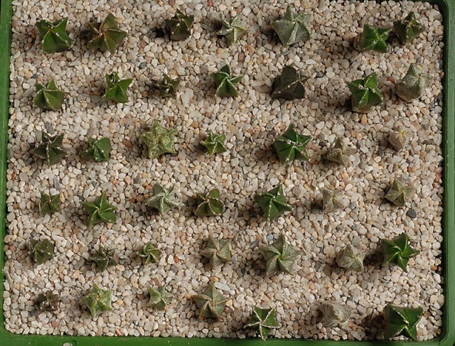 semis - bébés cactus ...  15910