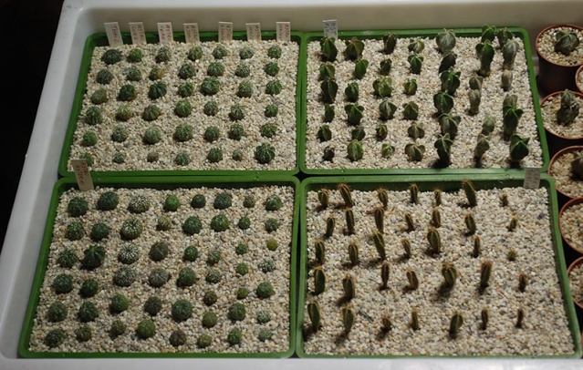 semis - bébés cactus ...  16010