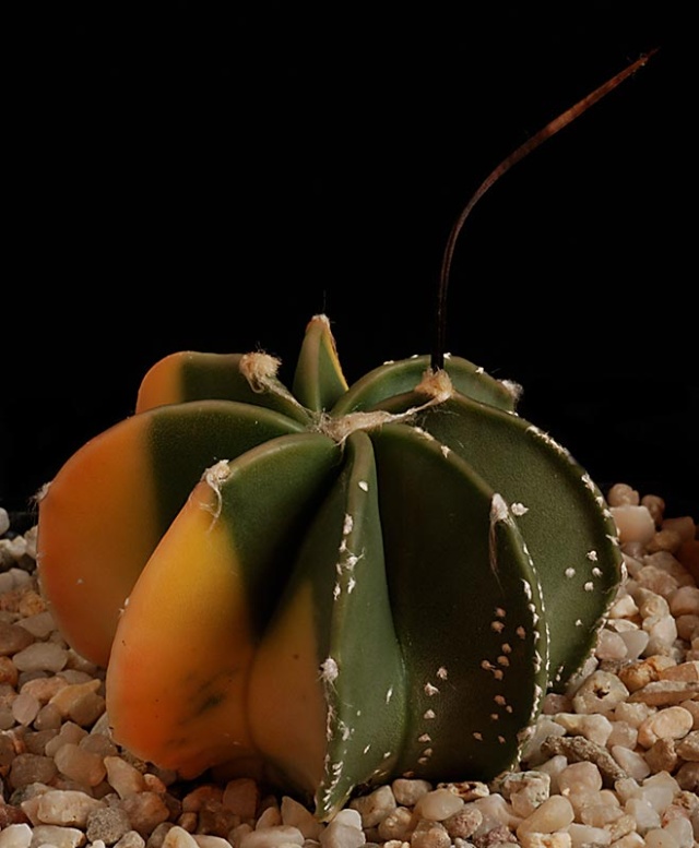 Astrophytum - une collection - Page 5 16810