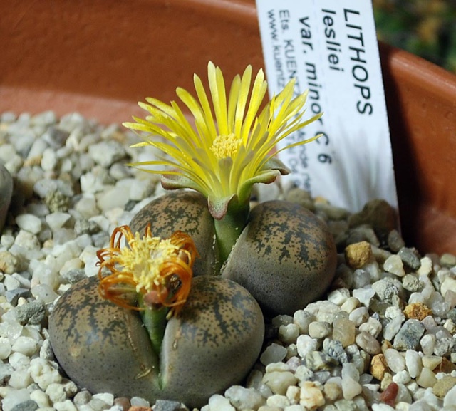 culture des Lithops 1711