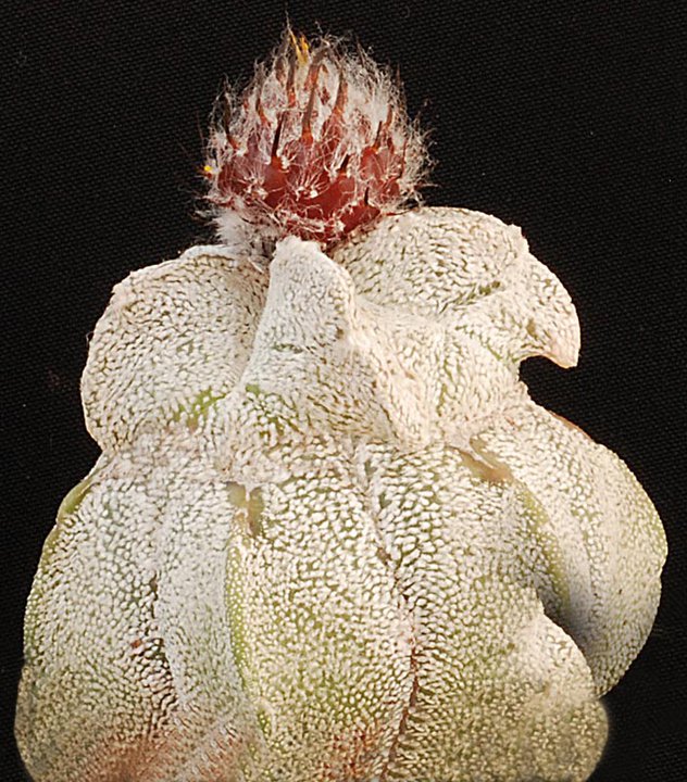 Astrophytum - une collection - Page 5 17410