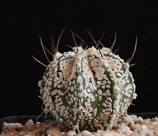 Astrophytum - une collection - Page 6 18110