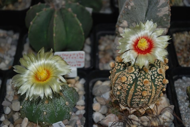 Astrophytum - une collection - Page 6 18610