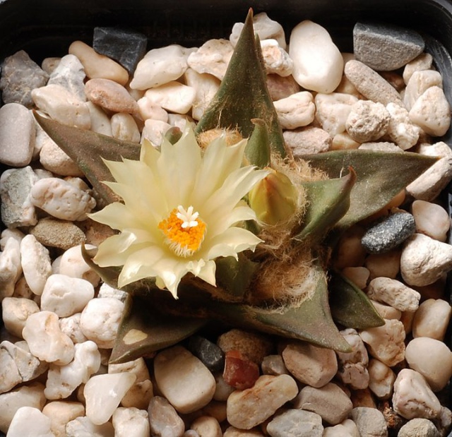 Ariocarpus trigonus 20410