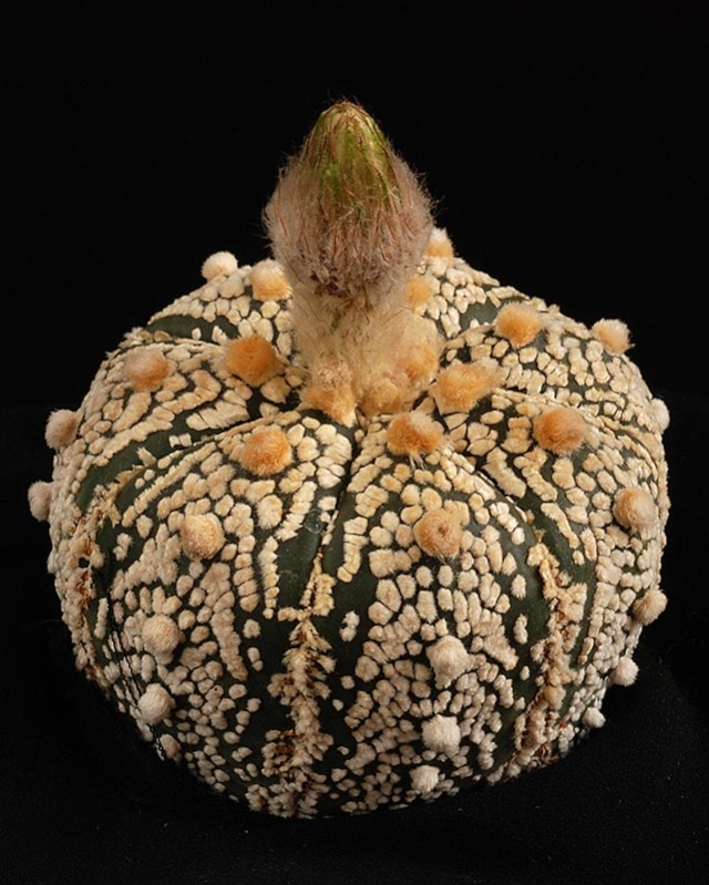 Astrophytum - une collection - Page 7 2112
