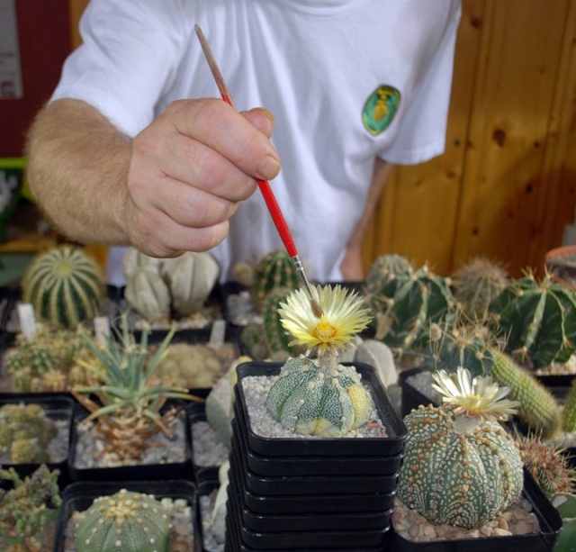 pollinisation des cactus en photos, pour tout comprendre ... 21410