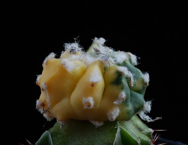 Astrophytum - une collection - Page 6 22410