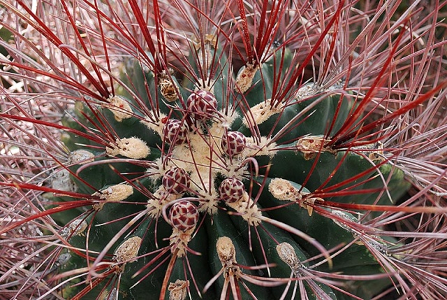 Ferocactus emoryi 22610