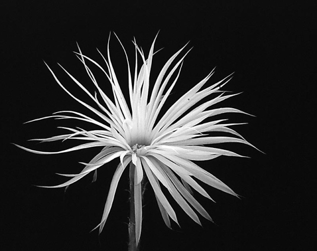 Setiechinopsis mirabilis 3010