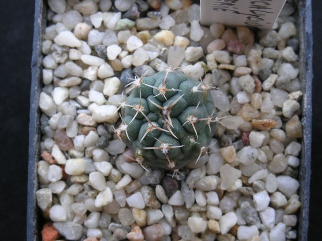 semis - bébés cactus ...  - Page 3 3910
