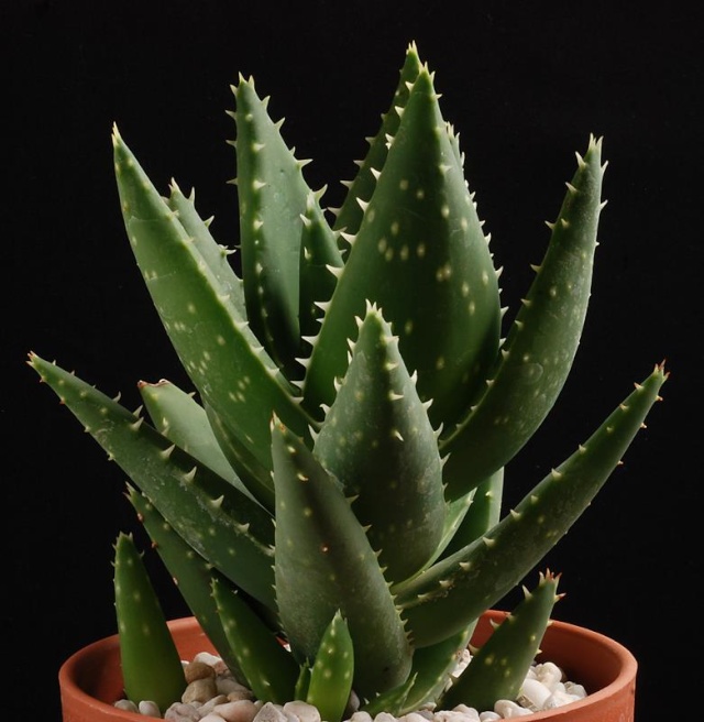 Aloe perfoliata 4111