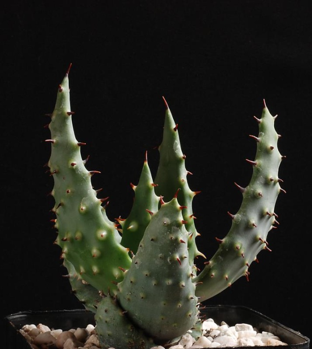Aloe aculeata 4210