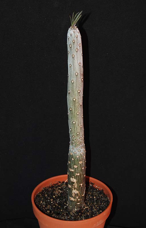 Kleinia neriifolia (= Senecio kleinia) 4511