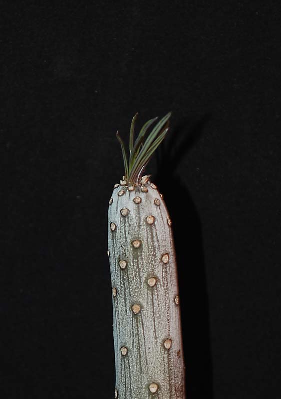 Kleinia neriifolia (= Senecio kleinia) 4611