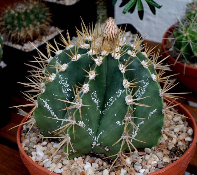 Astrophytum - une collection - Page 7 6010