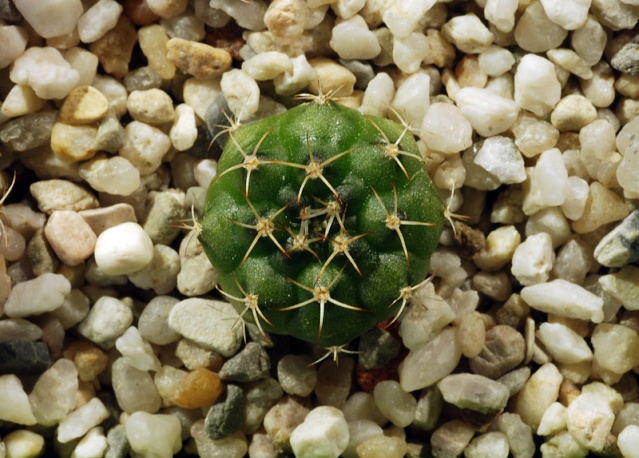 semis - bébés cactus ...  - Page 4 8211