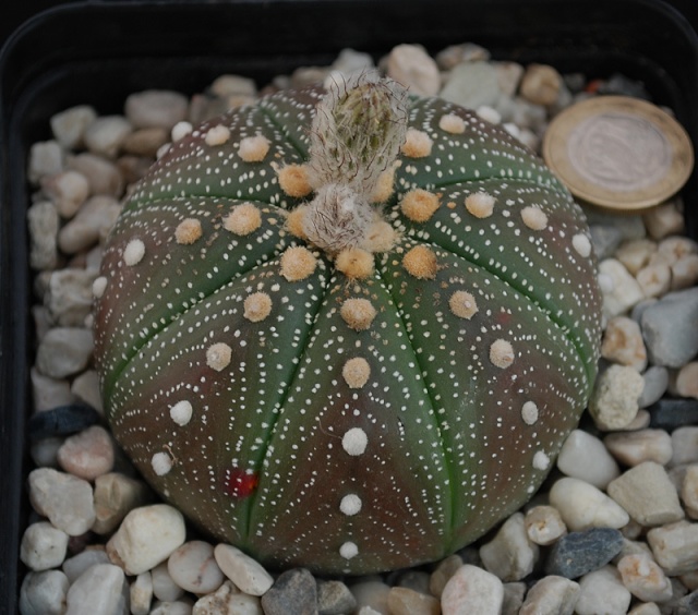 Astrophytum - une collection - Page 7 9010