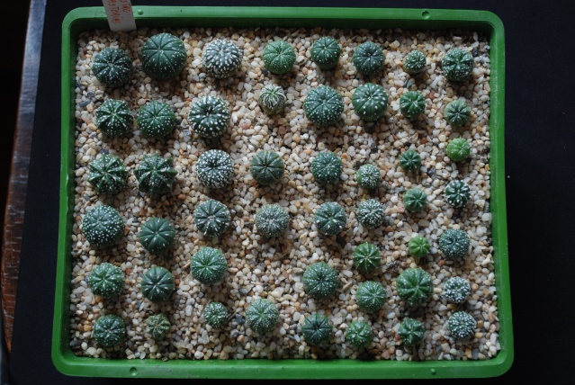 semis - bébés cactus ...  Dsc_0210
