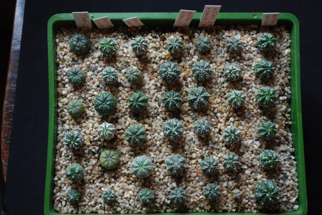 semis - bébés cactus ...  Dsc_0211